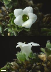 Veronica ciliolata subsp. fiordensis. Female flowers. Scale = 1 mm.
 Image: P.J. Garnock-Jones © Te Papa CC-BY-NC 3.0 NZ